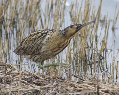 Roerdomp - Great Bittern
