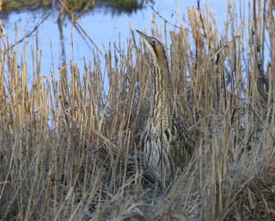 Roerdomp - Great Bittern