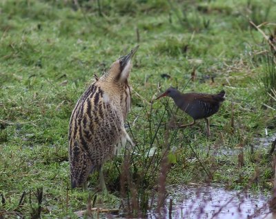 Roerdomp - Great Bittern