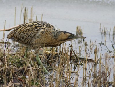 Roerdomp - Great Bittern