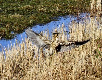 Roerdomp - Great Bittern