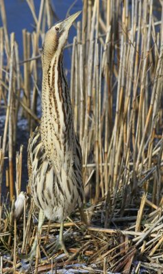 Roerdomp - Great Bittern