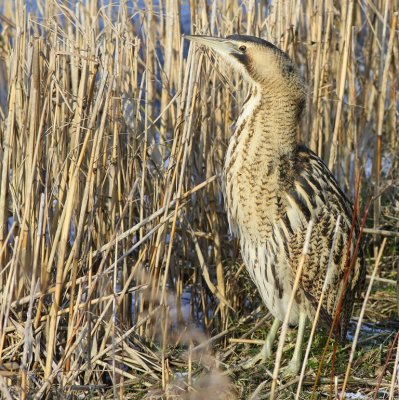 Roerdomp - Great Bittern