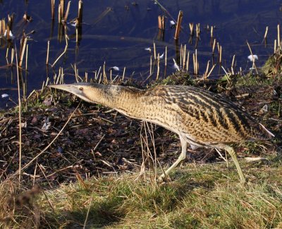 Roerdomp - Great Bittern