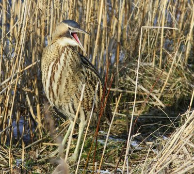 Roerdomp - Great Bittern