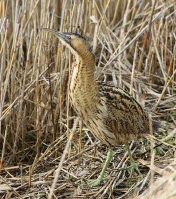 Roerdomp - Great Bittern