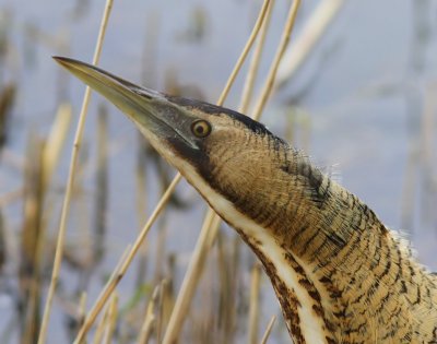 Roerdomp - Great Bittern