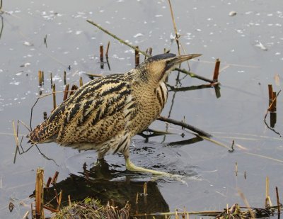 Roerdomp - Great Bittern