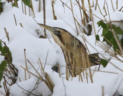 Roerdomp - Great Bittern