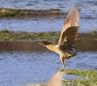 Roerdomp - Great Bittern