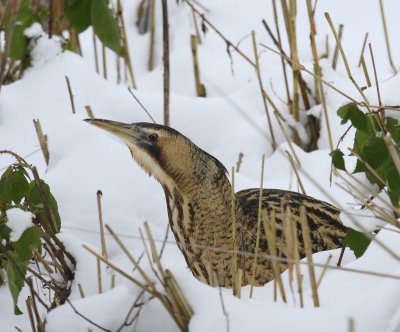 Roerdomp - Great Bittern