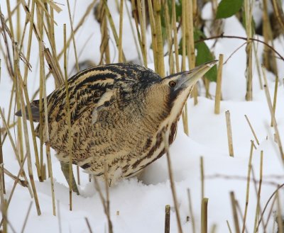Roerdomp - Great Bittern
