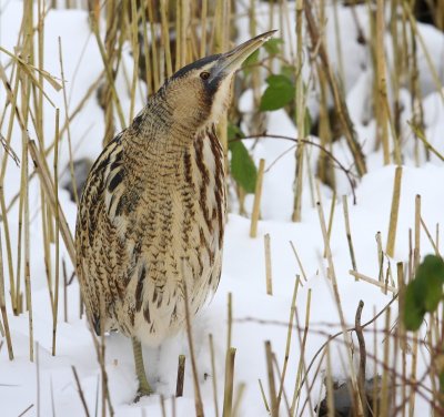 Roerdomp - Great Bittern