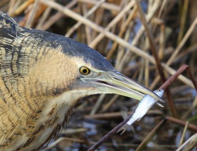 Roerdomp - Great Bittern
