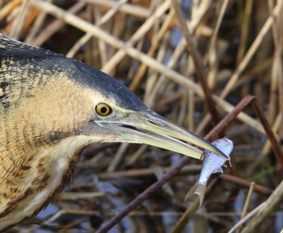 Roerdomp - Great Bittern