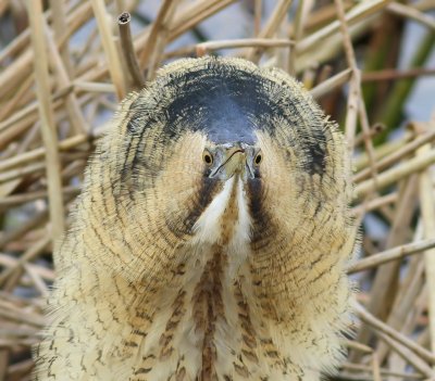 Roerdomp - Great Bittern