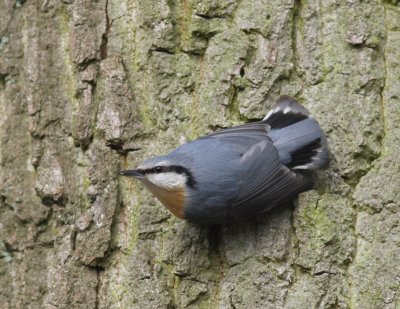 Boomklever - Eurasian Nuthatch