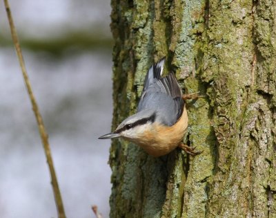 Boomklever - Eurasian Nuthatch