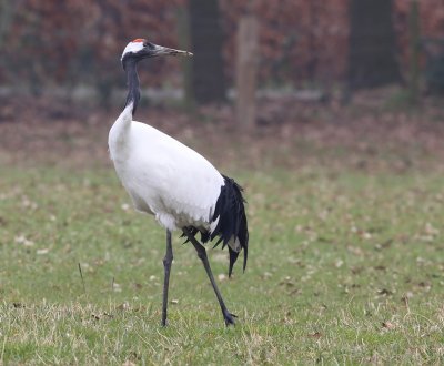 Chinese Kraanvogel - Red-crowned Crane