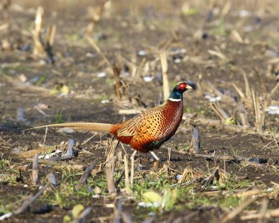 Fazant - Common Pheasant