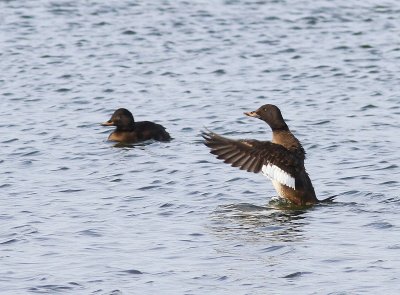 Grote Zee-eend - Velvet Scoter