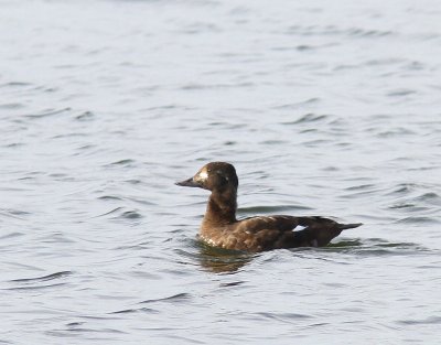 Grote Zee-eend - Velvet Scoter