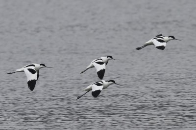 Kluten - Pied Avocets