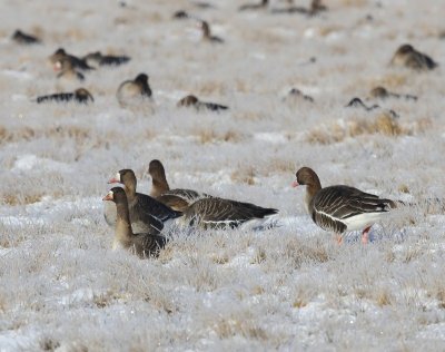 Kolganzen - Greater White-fronted Geese