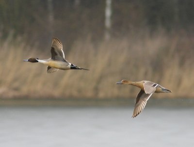 Pijlstaarten - Norhern Pintails