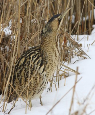 Roerdomp - Great Bittern