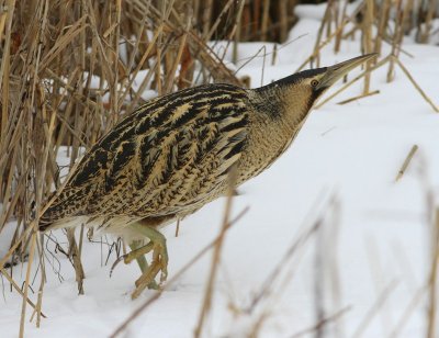 Roerdomp - Great Bittern