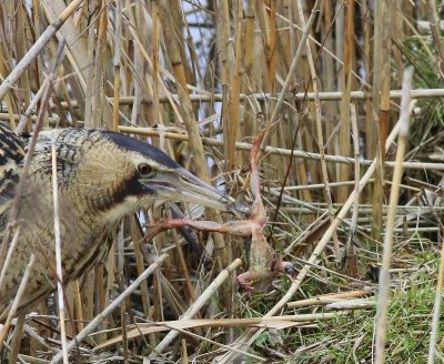 Roerdomp - Great Bittern