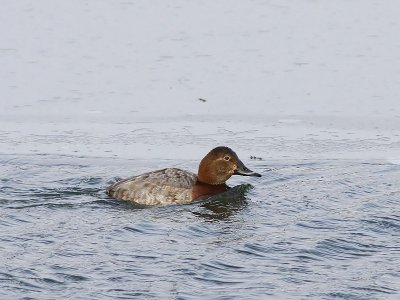 Tafeleend - Common Pochard