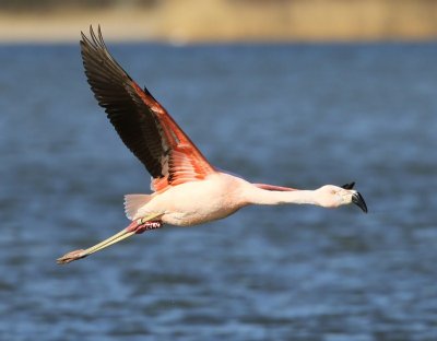 Chileense Flamingo - Chilean Flamingo