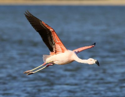 Chileense Flamingo - Chilean Flamingo