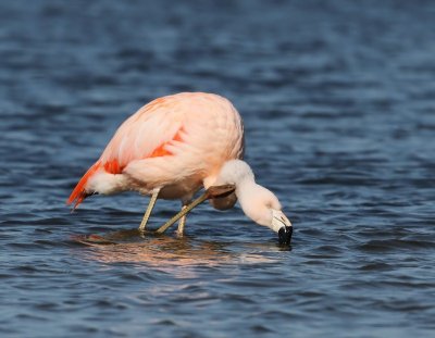 Chileense Flamingo - Chilean Flamingo