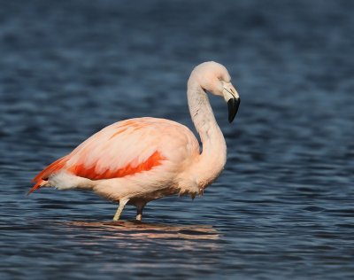 Chileense Flamingo - Chilean Flamingo