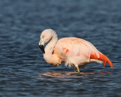 Chileense Flamingo - Chilean Flamingo