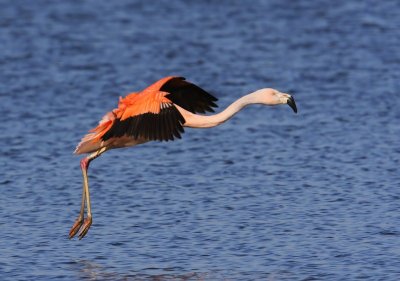 Chileense Flamingo - Chilean Flamingo