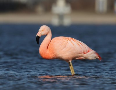 Chileense Flamingo - Chilean Flamingo