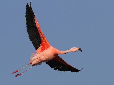 Chileense Flamingo - Chilean Flamingo