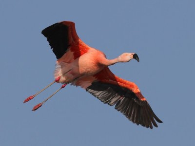 Chileense Flamingo - Chilean Flamingo