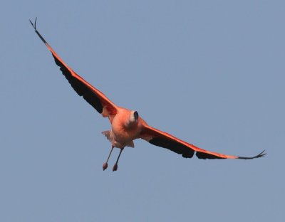 Chileense Flamingo - Chilean Flamingo