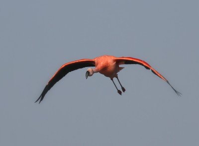 Chileense Flamingo - Chilean Flamingo
