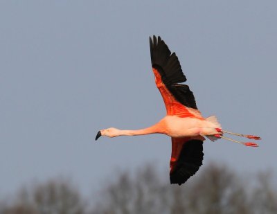 Chileense Flamingo - Chilean Flamingo
