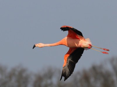 Chileense Flamingo - Chilean Flamingo