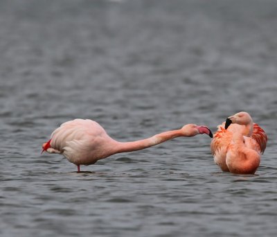 Flamingo's(Chileense) - Chilean and Greater Flamingo