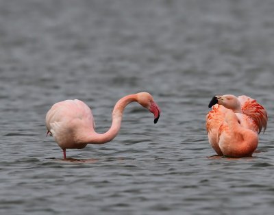 Flamingo's(Chileense) - Chilean and Greater Flamingo