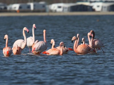 Flamingo's(Chileense) - Chilean and Greater Flamingos