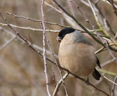Goudvink - Eurasian Bullfinch